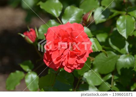 Ahoy rose flower 139601071