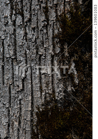 Tree bark and moss forming natural organic texture close up background 139601083