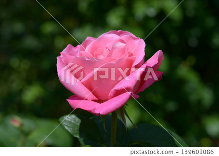 Perfume Delight - Rose 139601086