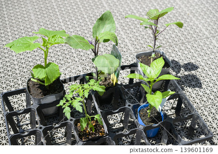 蔬菜幼苗(番茄、茄子、小黃瓜、甜椒) 蔬菜幼苗(番茄、茄子、小黃瓜、甜椒) 139601169