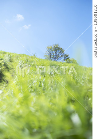 Summer grass and blue sky on the plateau (Oyama Kyoganari) Summer grass and blue sky on the plateau (Oyama Kyoganari) 139601210