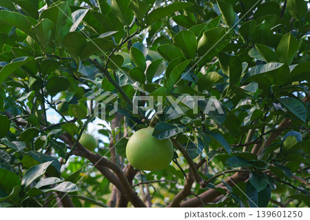 Tokyo, Japan - Oct 01 2024, close-up view of the branches and leaves of a tree with a Chaenomeles fruit hanging among them, in the East Gardens of the Tokyo Imperial Palace, at daytime, Tokyo, Japan 139601250