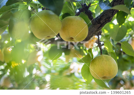 Nijisseiki Pear (Yurihama Town, Tottori Prefecture) 139601265