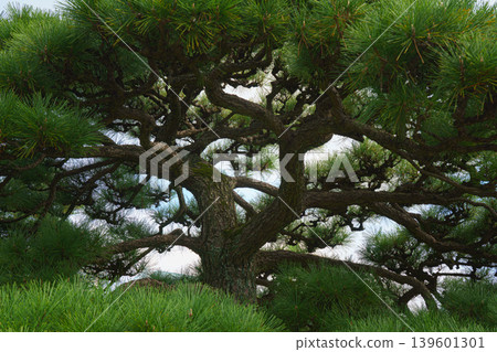 Tokyo, Japan - Oct 01 2024, panoramic view of crown of a spreading tree from below, with sunbeams and blue sky filtering through foliage, in a garden on grounds of Tokyo Imperial Palace, Tokyo, Japan 139601301