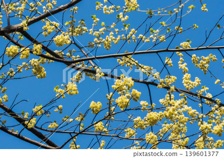 山雞椒花與春日藍天 03 139601377
