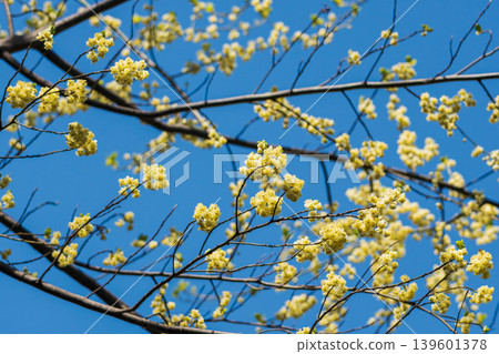 山雞椒花與春日藍天 04 山雞椒花與春日藍天 04 139601378