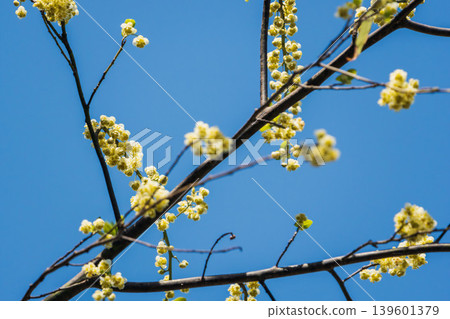 山雞椒花與春日藍天 05 山雞椒花與春日藍天 05 139601379