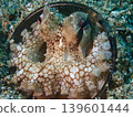 octopus  139601444