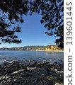 The sea seen through the pine trees 139601445