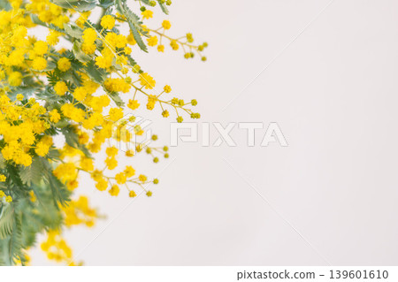 Indoor photo of yellow mimosa flowers against a white background (57) Indoor photo of yellow mimosa flowers against a white background (57) 139601610