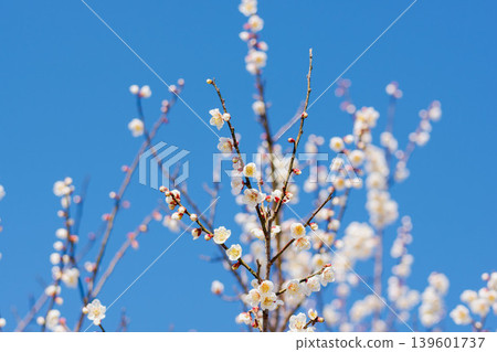 冬日藍天下,白色的梅花和枝條 24 冬日藍天下,白色的梅花和枝條 24 139601737