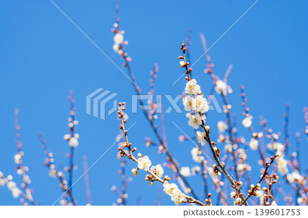 白色梅花和枝條,以及冬天的藍色 40 白色梅花和枝條,以及冬天的藍色 40 139601753