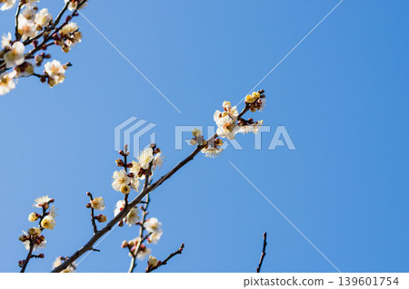 白色梅花和枝條,以及冬天的藍色 41 白色梅花和枝條,以及冬天的藍色 41 139601754