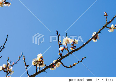 White plum blossoms and branches and winter blue 42 White plum blossoms and branches and winter blue 42 139601755