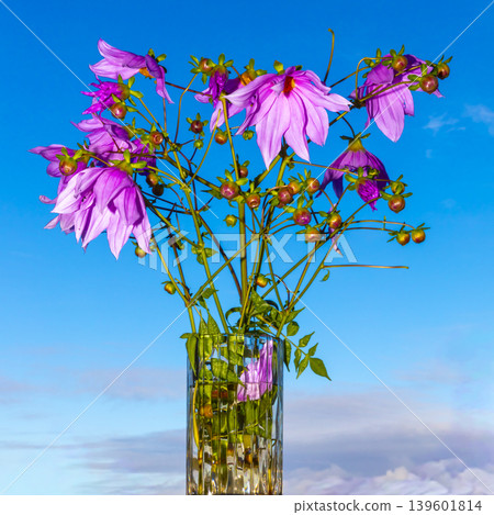 A vibrant bell tree dahlia plant against a blue sky background A vibrant bell tree dahlia plant against a blue sky background 139601814