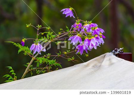 A vibrant bell tree dahlia plant against a blue sky background A vibrant bell tree dahlia plant against a blue sky background 139601819