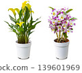 Beautiful potted Dendrobium and Calla Lily flower cutouts 139601969
