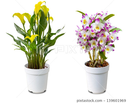 Beautiful potted Dendrobium and Calla Lily flower cutouts Beautiful potted Dendrobium and Calla Lily flower cutouts 139601969
