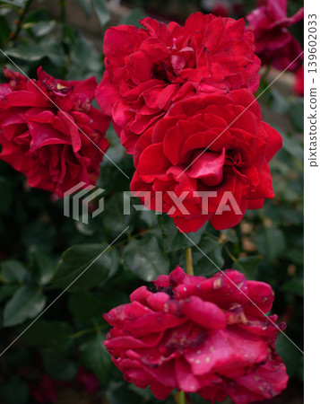 A red rose A red rose 139602033