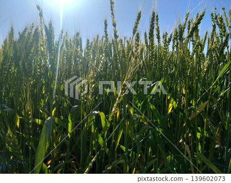 近距離拍攝的畫面:初夏的陽光下,一片綠油油的麥田正在生長。 近距離拍攝的畫面:初夏的陽光下,一片綠油油的麥田正在生長。 139602073