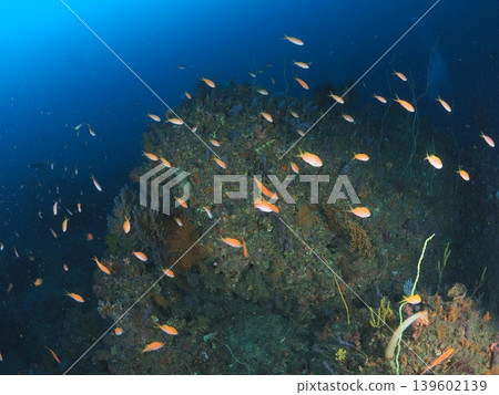 Rocky reefs and tropical fish in the sea off Ito 139602139