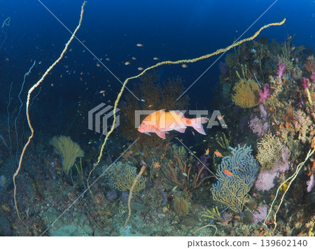 A large red fish and coral swimming in the sea of Ito 139602140