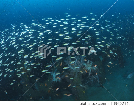 一大群小魚在伊藤附近的海域遊動 一大群小魚在伊藤附近的海域遊動 139602143