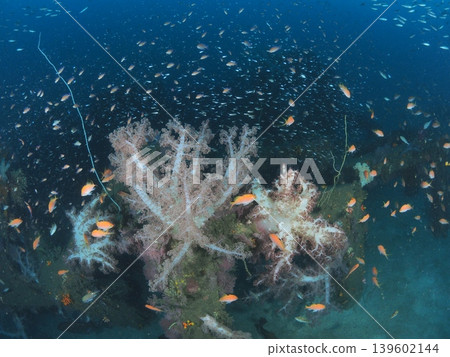 伊藤的白色軟珊瑚和成群的魚兒 伊藤的白色軟珊瑚和成群的魚兒 139602144