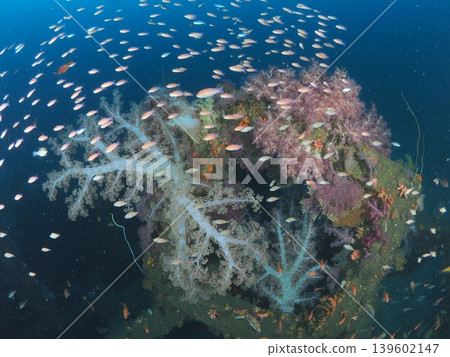 Soft corals and schools of anthias in Ito Soft corals and schools of anthias in Ito 139602147