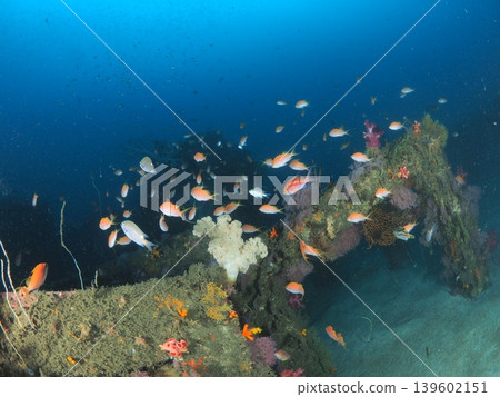 Anthias and soft corals swimming among the rocky reefs of Ito Anthias and soft corals swimming among the rocky reefs of Ito 139602151