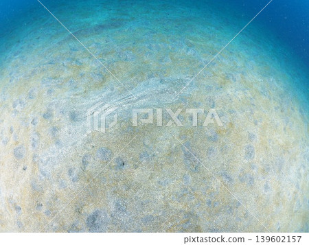 Fish that camouflage themselves in the sandy areas of Ito Fish that camouflage themselves in the sandy areas of Ito 139602157