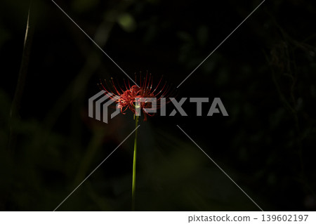 Spider lilies blooming quietly in the darkness 139602197