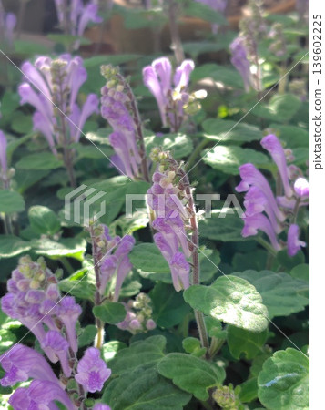 印度黃芩(垂直方向) 印度黃芩(垂直方向) 139602225