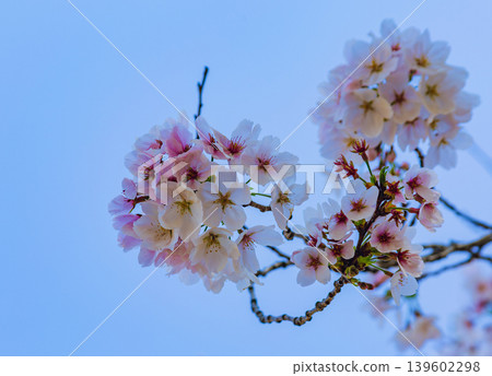 Shimei Yoshino陷入了蔚藍的天空 139602298