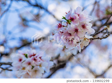 Shimei Yoshino陷入了蔚藍的天空 Shimei Yoshino陷入了蔚藍的天空 139602299