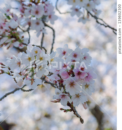Shimei Yoshino陷入了蔚藍的天空 Shimei Yoshino陷入了蔚藍的天空 139602300