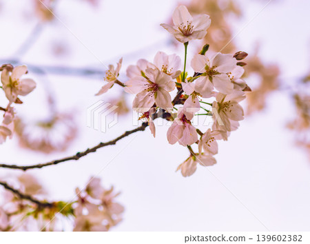 Cherry blossoms bathed in spring light 139602382