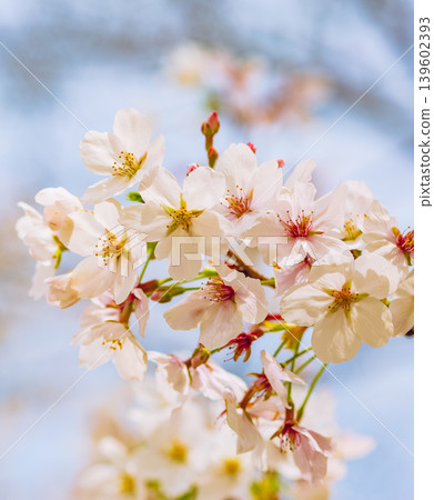 Cherry blossoms bathed in spring light Cherry blossoms bathed in spring light 139602393