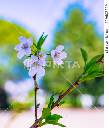 white cherry blossoms white cherry blossoms 139602569