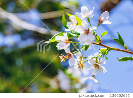 櫻花和藍天 139602655