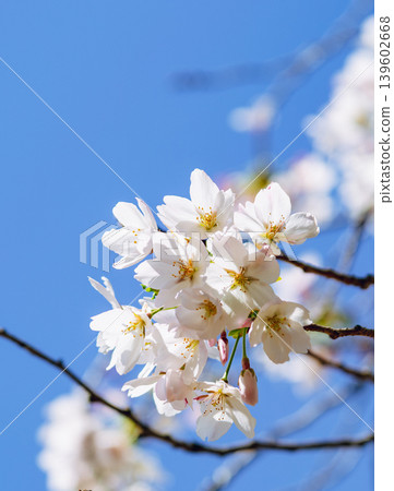 櫻花和藍天 139602668
