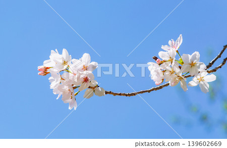 櫻花和藍天 139602669