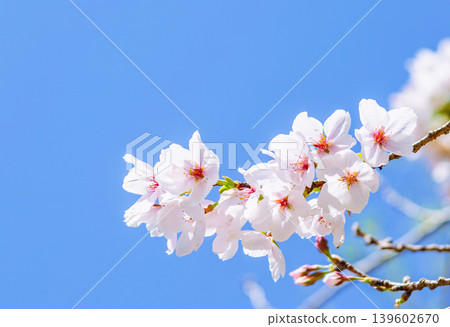 櫻花和藍天 139602670