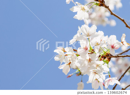 櫻花和藍天 139602674