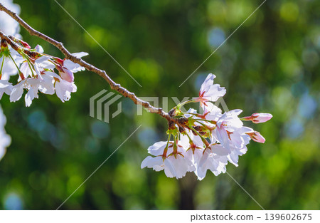 櫻花和藍天 139602675
