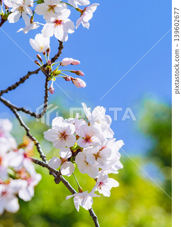 櫻花和藍天 139602677