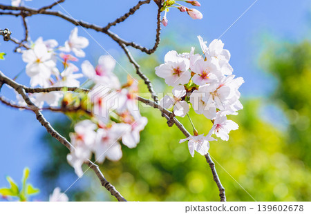 櫻花和藍天 139602678