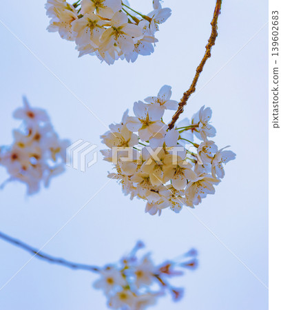 櫻花和藍天 139602683