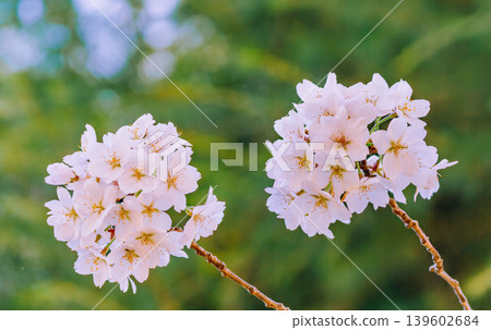 櫻花和藍天 櫻花和藍天 139602684