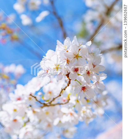 櫻花和藍天 櫻花和藍天 139602687